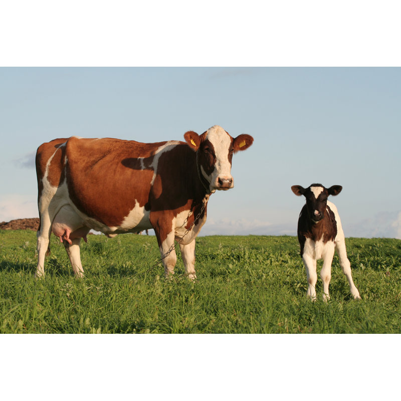 Vaches - Photographie sur toile tendue, H 8 po x l 12 po x P 1,25 po