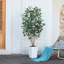 Adcock UV Protected Artificial Ficus Tree with Decorative Base, Faux Ficus Plant with Natural Trunk-1722551520-1722551527