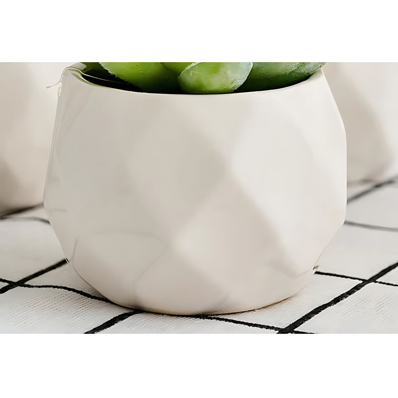 Plante grasse 3,15 po