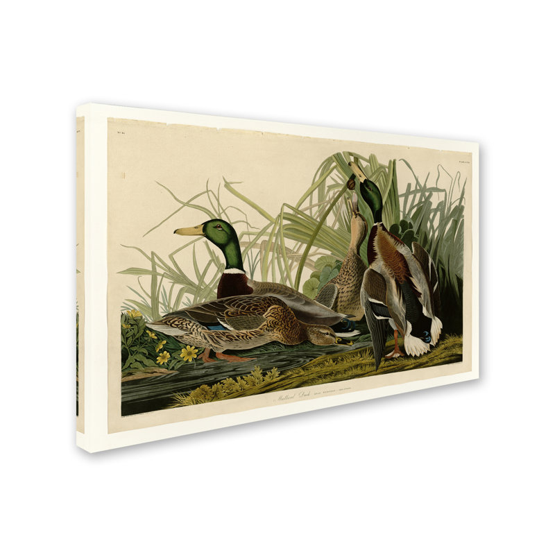 «Mallard Duckplate 221» par John Audubon - impression sur toile tendue, H 12 po x l 19 po