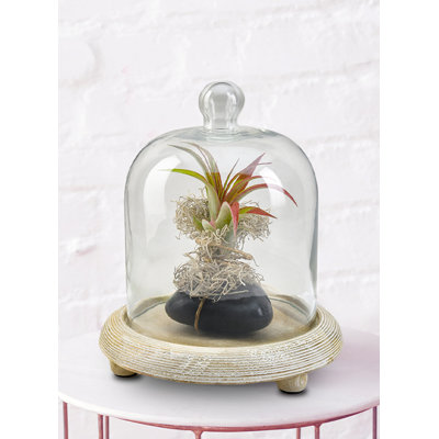 Indoor Terrarium