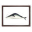Whale by George Shaw - Picture Frame Painting Print-55641032-55641031