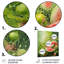 «Green and Pink Brush Melon Bounty I», art mural en métal Melon-101154040