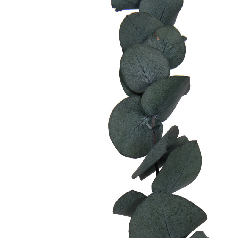 0.25'' Plant