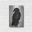 The Raven - impression sans cadre-2097503227