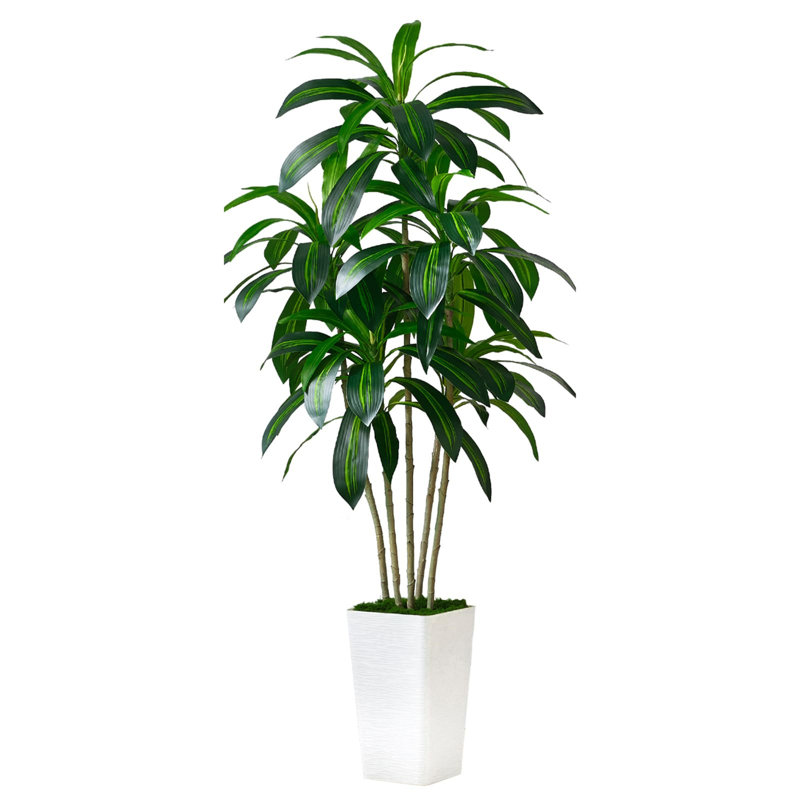 152.4cm Tree