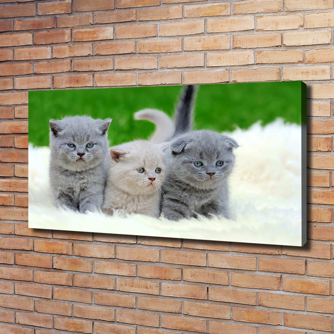 Drei Katzen auf einer Decke - Kunstdrucke auf Leinwand - Wrapped Canvas