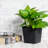 5" Square Plant Pot - All-Weather Black Plastic With Drainage  5 . Suitable For Different Varieties Nursery Polypropylene Growth-945435778