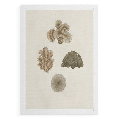Knorr Shells & Coral VIII - Impression sur toile seulement - NON-CADRE