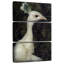 Paon blanc Brampt-108660991