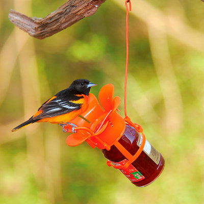 Mangeoire à oiseaux Jole / Jam Jar