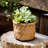 Pot Planter-1337045689