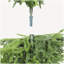 Pin artificiel 4 'Real Touch 4' dans un pot en plastique noir, 2pc / ensemble