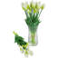 Tiges de tulipes