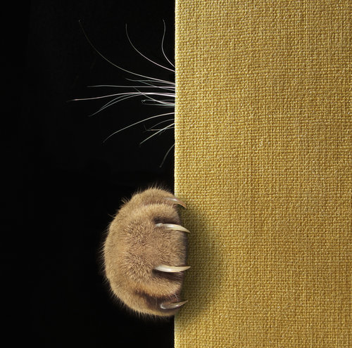 Wrapped Canvas Print, 81.28 cm H x 121.92 cm W