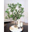 Ficus, saule, branches artificielles dans un vase