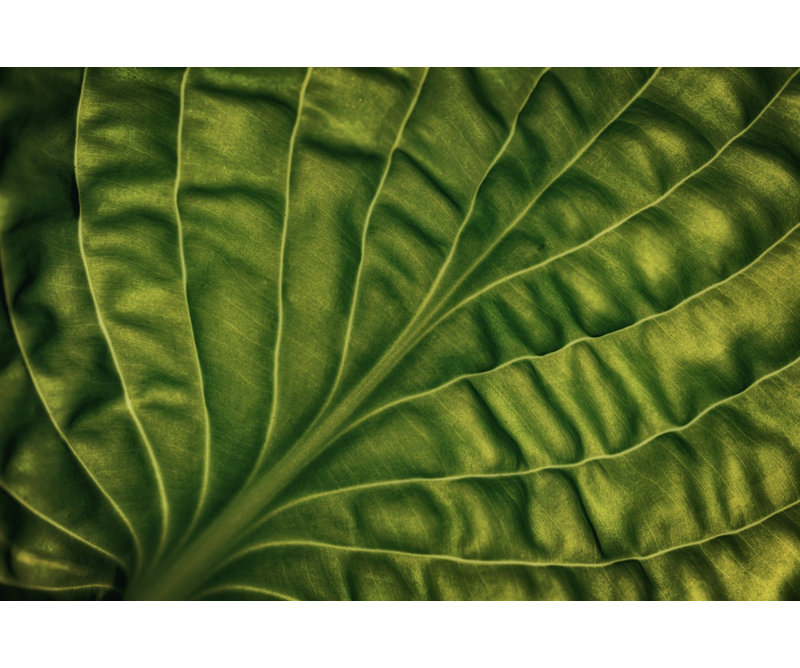 Wrapped Canvas Print, 91.44 cm H x 60.96 cm W