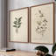 «Vintage Floral XIX», estampe numérique encadrée - ensemble de 2-1998867494-1998867488