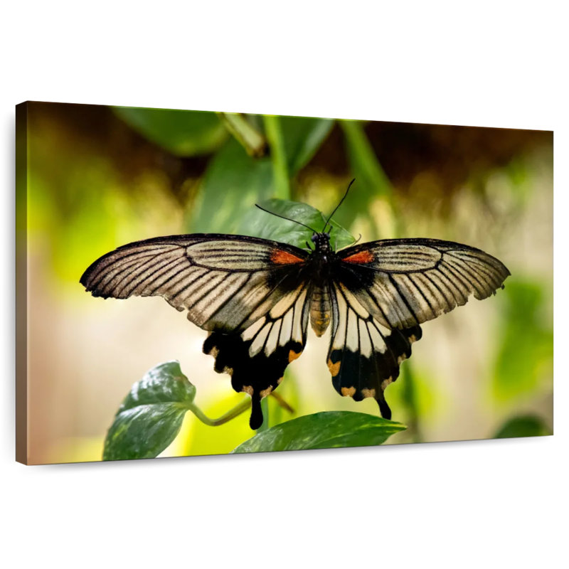 Monarch Butterfly, 30" H x 45" W