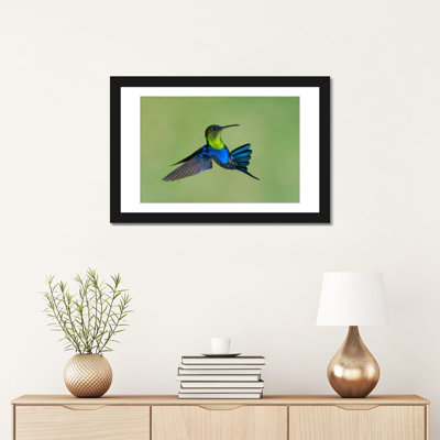 " Violet-Crowned Woodnymph Hummingbird Male Flying, Costa Rica " by Steve Gettle