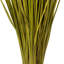 Faux Whip Grass Plant Preserved