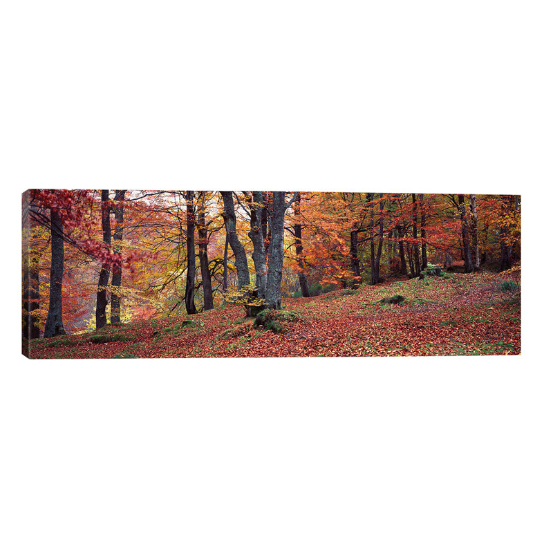 Beech Trees In Autumn, Aberfeldy, Perth And Kinross, Scotland - Wrapped Canvas Panoramic Print