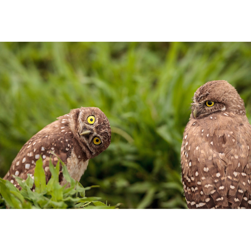 Funny Burrowing Owl Athene Cunicularia by LagunaticPhoto - Wrapped Canvas Print, 30cm H x 46cm W x 3.8cm D