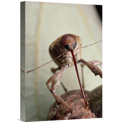 " Black Oak Acorn Weevil Boring Into Acorn, Massachusetts "