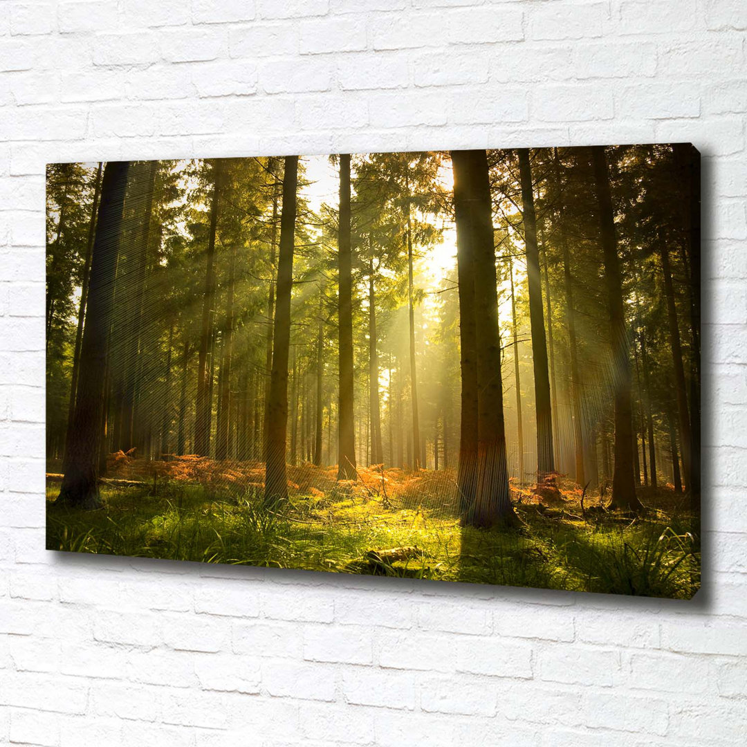 Wald in der Sonne - Kunstdrucke auf Leinwand - Wrapped Canvas