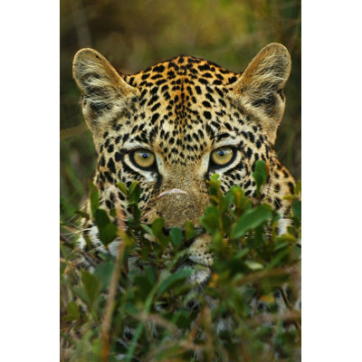 Leopard In Africa by RudiHulshof - Wrapped Canvas Print
