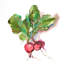 « radish », reproduction de peinture à l’huile sur toile tendue-27975587