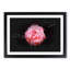 Lone Pink Carnation Paint Splash - Picture Frame Graphic Art-56865394-56865400