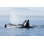 Orca Pod In Resting Line by Jannie_nikola - Wrapped Canvas Print