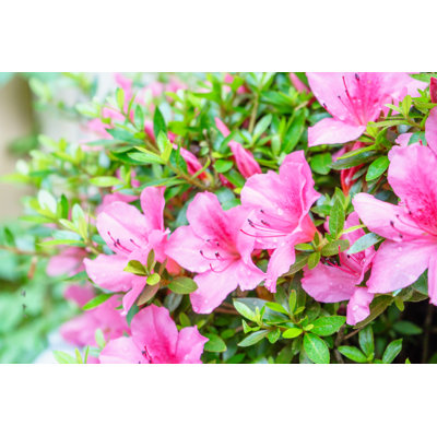 " Azaleas Flowers Wet In The Rain " by Dar_St