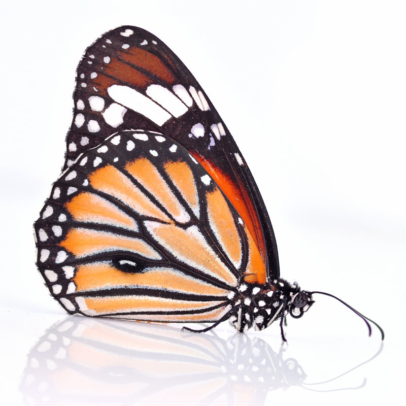 «Jessine Monarch Butterfly» par Thawats, H 30 po x l 30 po
