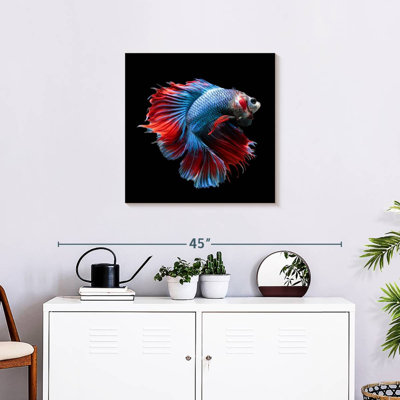 Brampt Blue And Red Betta Fish