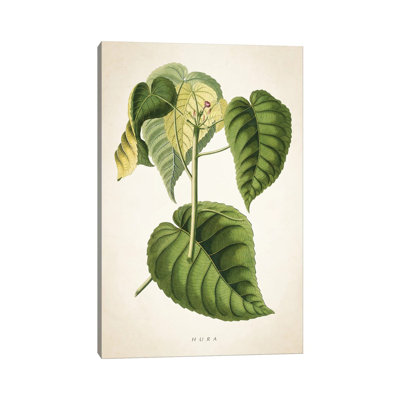 Hura Botanical by Aged Pixel - Wrapped Canvas Painting