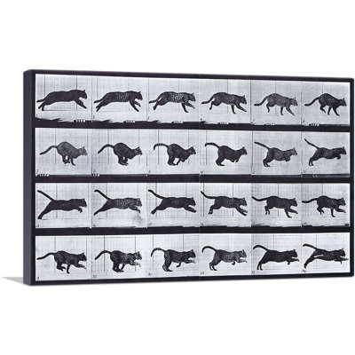 «Chat qui court» par Eadvin Muybridge - reproduction d'art sur toile tendue