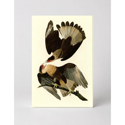 Caracara aigle (planche 161) - Portrait, art mural sur toile