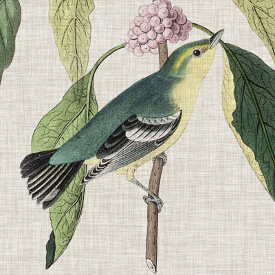 Avian Crop IV by John Audubon - Wrapped Canvas Painting