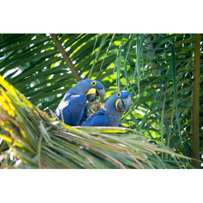 Two Hyacinth Macaws by Seppfriedhuber