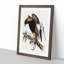 Black-Breasted Buzzard by Elizabeth Gould - Picture Frame Art Print-55512348-55512352