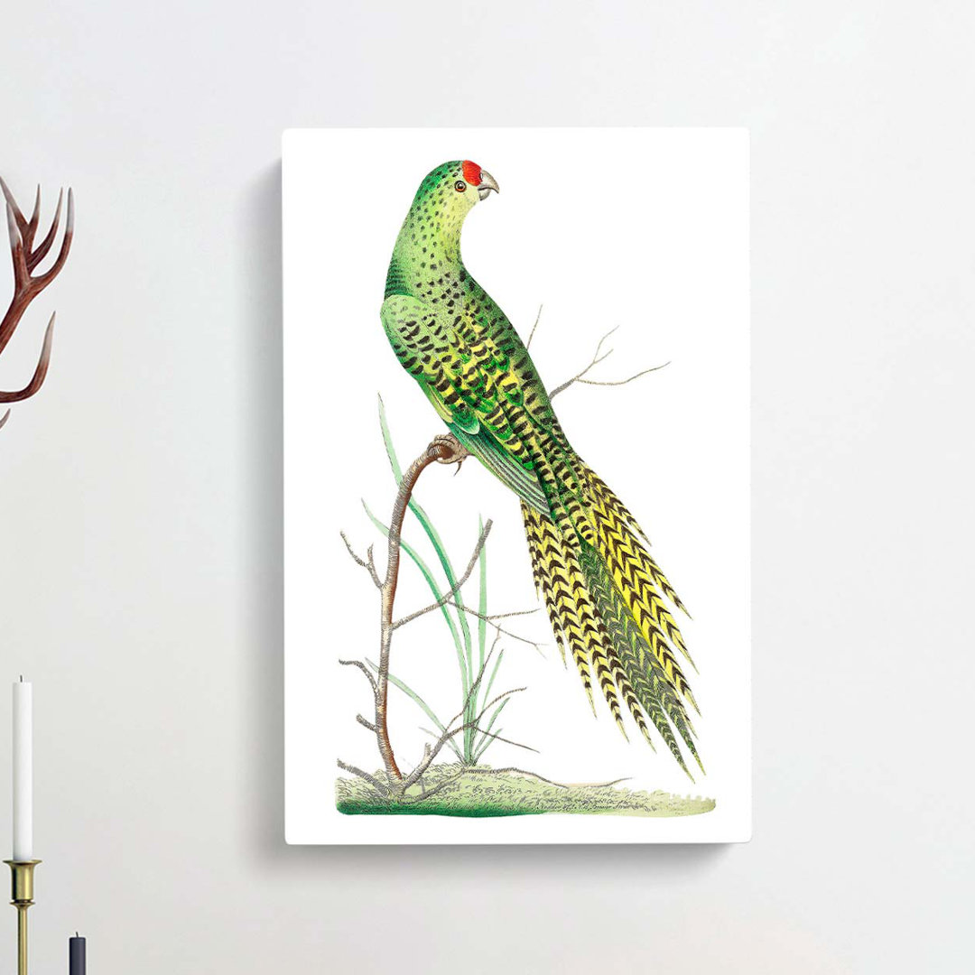 Ground Parrot by George Shaw - Wrapped Canvas