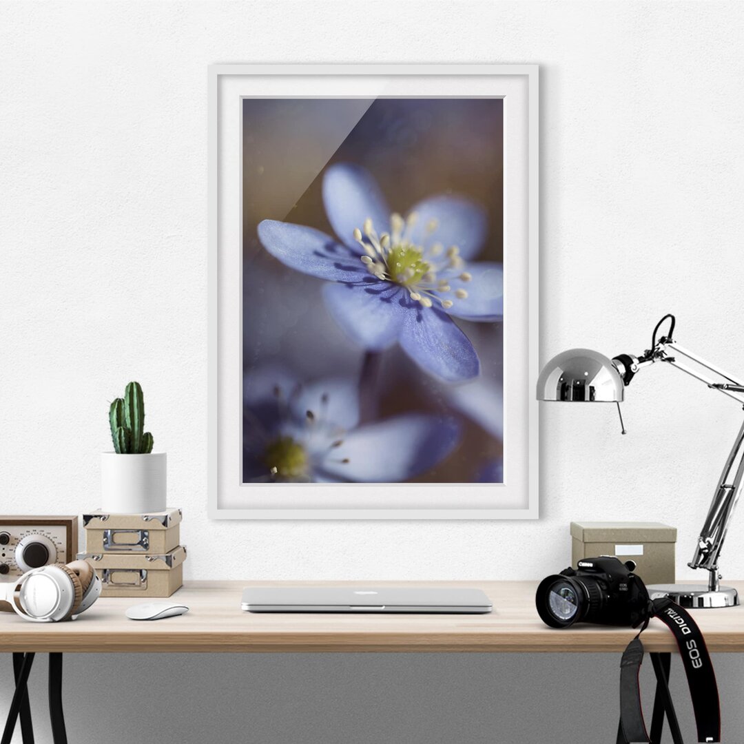 Gerahmtes Papierbild Anemonen in Blau