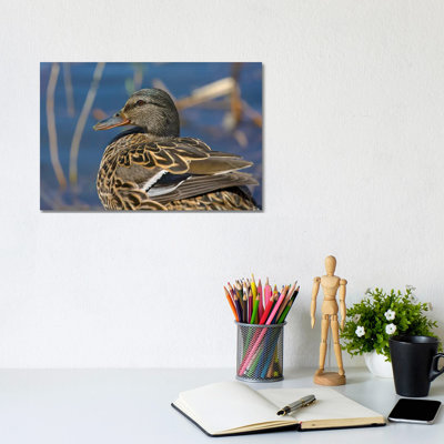 Detailed Mallard by Louis Ruth - Wrapped Canvas Gallery-Wrapped Canvas Giclée