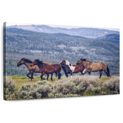 Brampt Mountain Horses