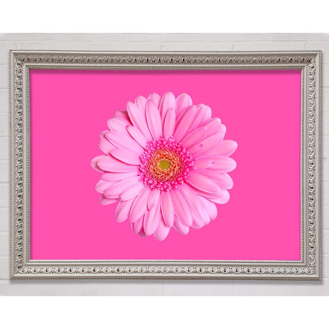 Baby Pink On Pink Gerbera - Einzelner Bilderrahmen Kunstdrucke