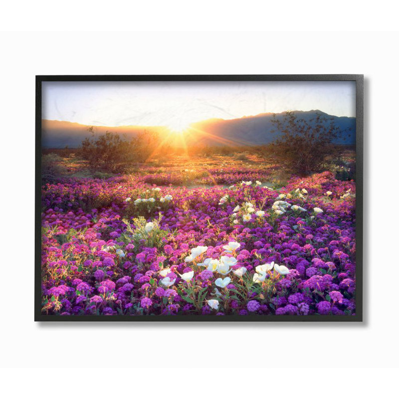 «Dune Wildflowers at Sunset», photographie, H 16 po x l 20 po x P 1,5 po, Giclée encadrée noir minuit