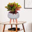 Plaited Style Bowl Planter with Feet-916595666-916595665