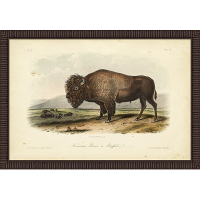 « american bison », impression encadrée